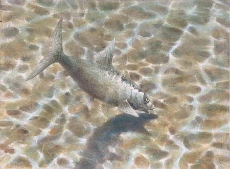 Bonefish taking the fly.