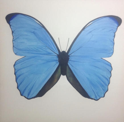 Big Bright Brazilian Butterfly