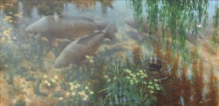 Carp in the shallows