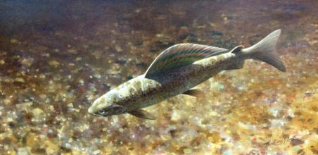 Artic grayling