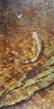 Brown trout taking mayfly. Drawing fishes lissom bodies is a challenge. To get it right is a joy.