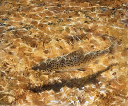 That golden gravel. To a trout fisher there is nothing evocative than sunlight on gravel.