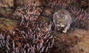 Wildcat and whinchat. A story of ecology. Collection of Mr Wayne Slessor  South Africa