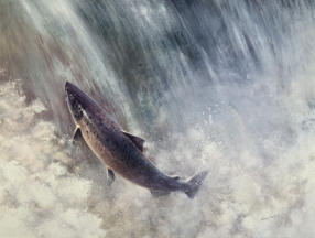 The fight against white. An art saying about painting but here a salmon fighting against the white water.