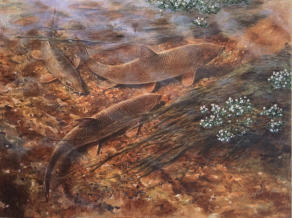The Big Boys. I tend to spend more time watching fish than catching them. Private collection.