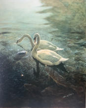 Swans and carp. Just feeding and sketching the ducks and this happened. Private collection.