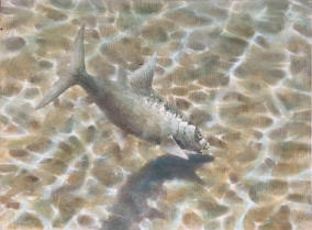 Bonefish taking the fly.