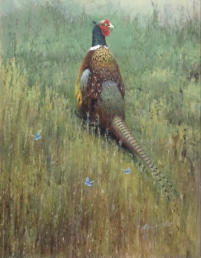Pheasant and blues