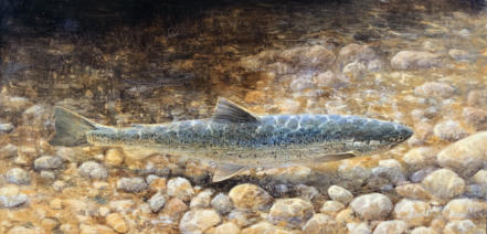 On the rocks. A sea trout hugging the stream bed in fast shallow water. Collection of Mr David M Lank Canada.