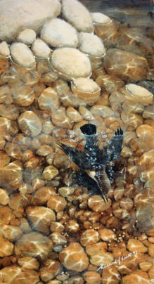 A dipper dipping. One of my favourite birds. Wish they lived closer to home.