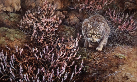 Wildcat and whinchat