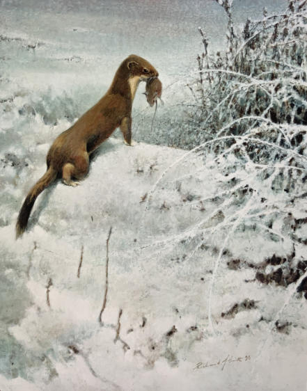 Stoat and prey