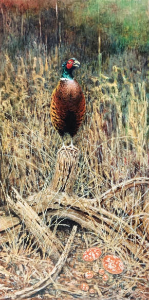 Autumnal pheasant