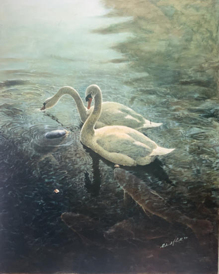 Swans and carp